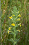 Yellow glandweed